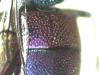 Chrysura radians